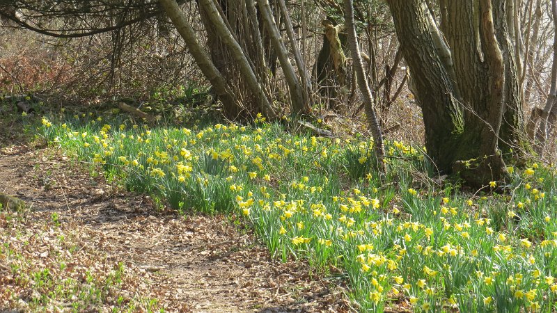 (5) Wild daffodils.JPG - Wild Daffodils at Far Arnside
